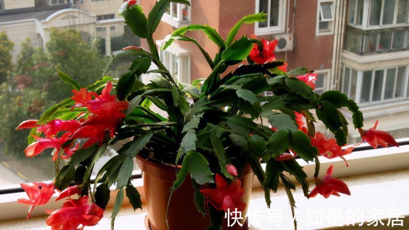 光照|秋天养蟹爪兰,解决好这4件事,茎叶长得茂盛,开花格外漂亮