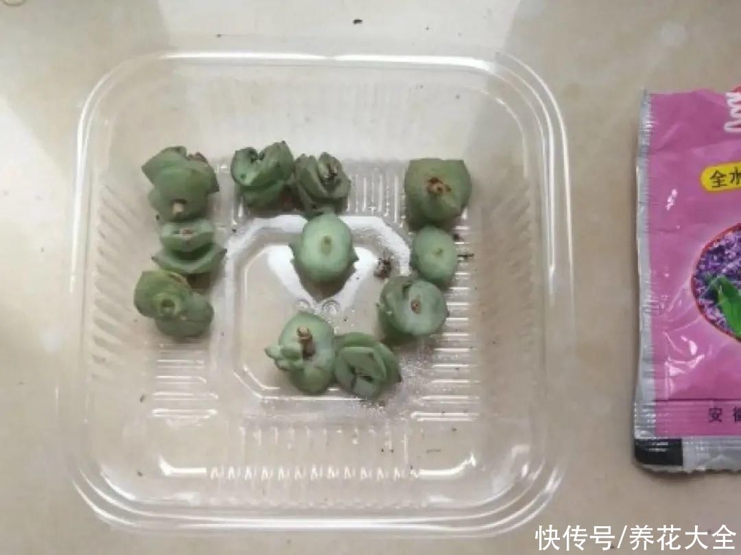 生根|6种花夏天扦插，枝条剁8段、撒土里，3岁小孩都能插活