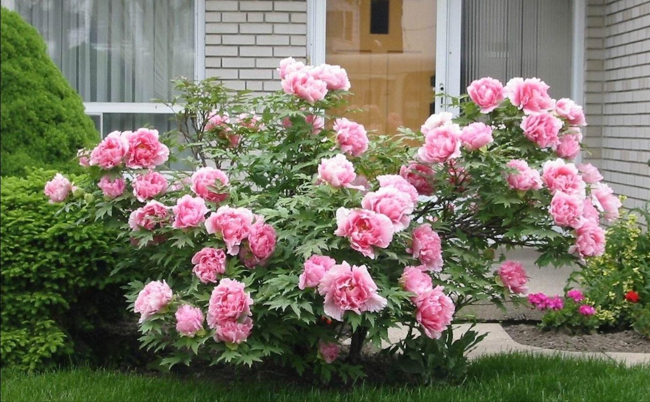 菊花|5种“吉祥花”,古代人也喜欢养,寓意好又富贵,日子越过越舒心
