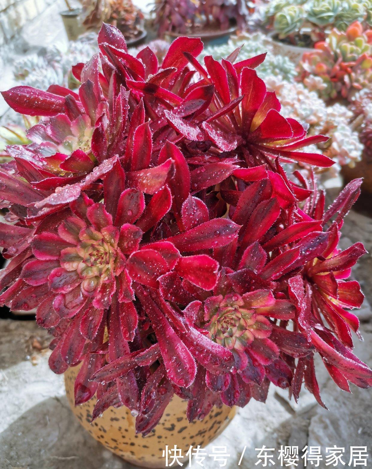 施肥|想要法师不徒长,关键在用水,叶片紧凑颜色艳,40℃也生机勃勃