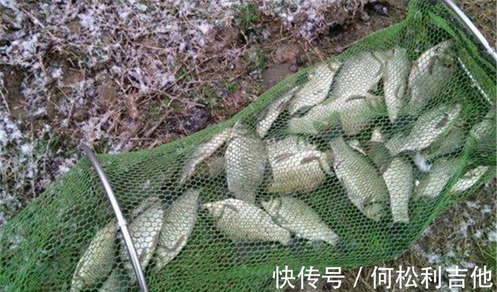 冬季钓鲫鱼,找准鱼窝就能爆护!如何找到鱼窝至少有这几大方法