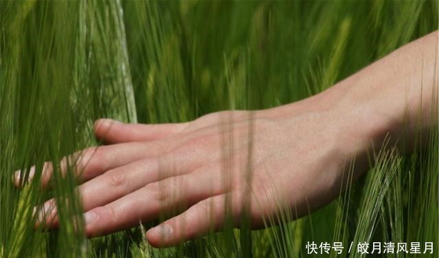 姑娘|爱心故事李子柒姑娘的美丽视频唯有美食和美人,一生不可辜负