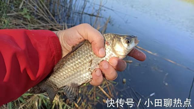 冬季野钓,窝中有鱼为何只吃窝料不吃钩饵水下实拍揭开谜底