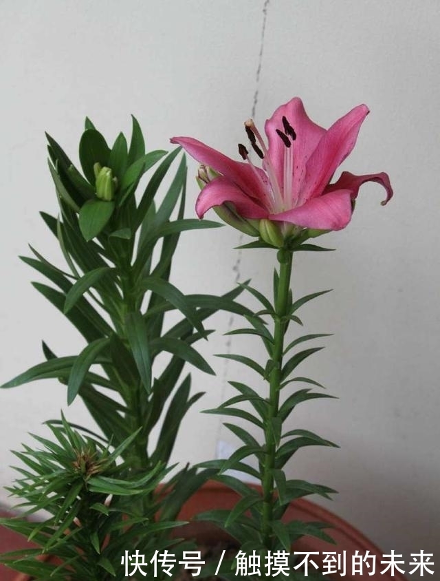 养花|家里“养花”别乱养!这3种花是“大忌”,家里有的快拿开