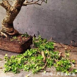 聪明人喜欢“2绿植”,养人还旺财,枝条变老后,就成“镇家宝”