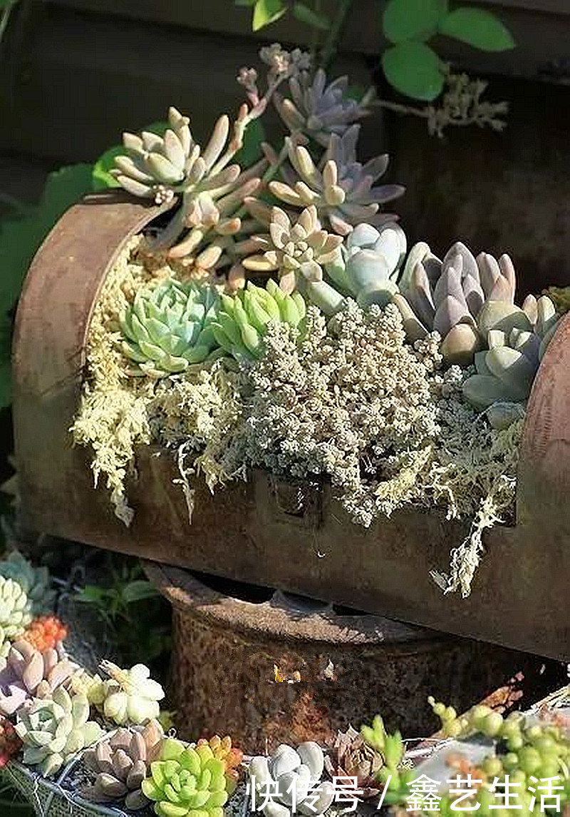 最全多肉养护法!十足干货!自己收藏就不用问别人啦!