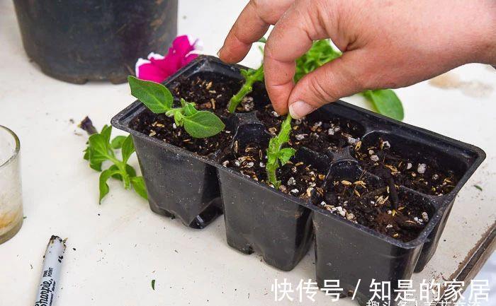 盆栽|养盆栽矮牵牛的时候掌握这几点,可以避免病虫害滋生