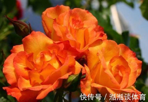 喜欢牡丹,不如养盆“玫瑰珍品”宠爱小姐,花开浓艳,极为少见!