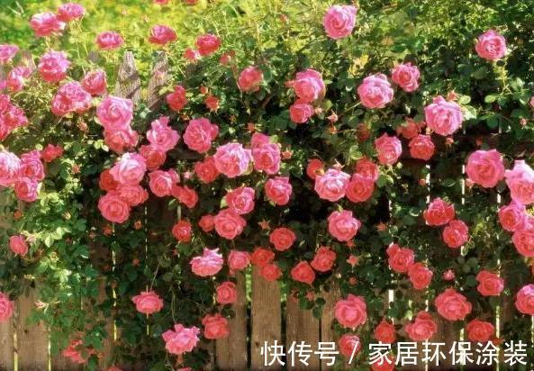 空间|家里这些花卉吊起来养，既增加了观赏价值，又节省了养殖空间