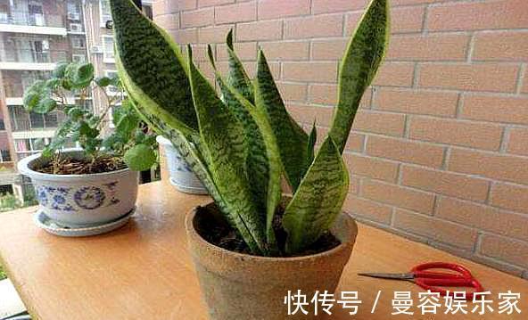 虎皮兰|你知道虎皮兰还能开花吗只需做“3点”，开花简单，清香飘满屋