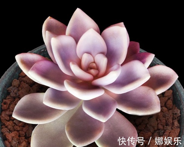 黄泥土|新手养多肉就选冬美人，注意这三点，简简单单养爆盆，美丽极了