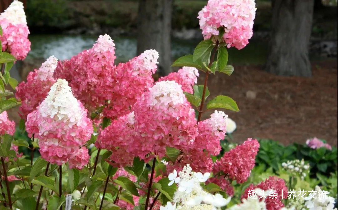 耐寒|13种耐寒的盆栽花卉，零下20多度可存活，大部分南方也能种