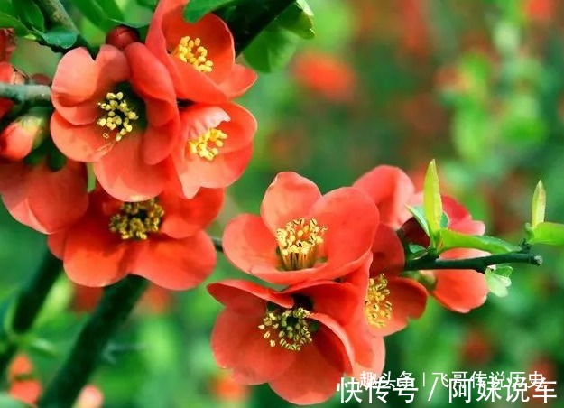 此花是花中贵妃，花色美丽明艳，但是象征着苦恋