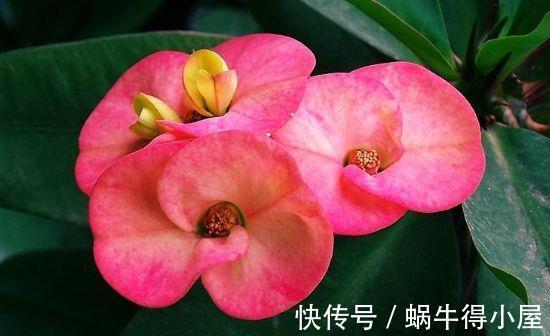 白天鹅|农历7月12日开始,养花养个耐看的,花开爆盆美如花,年年开爆盆