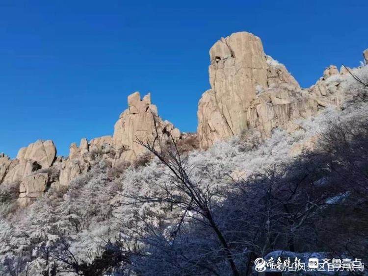 第一场雪|崂山迎来今冬第一场雪，白雪雾凇分外妖娆