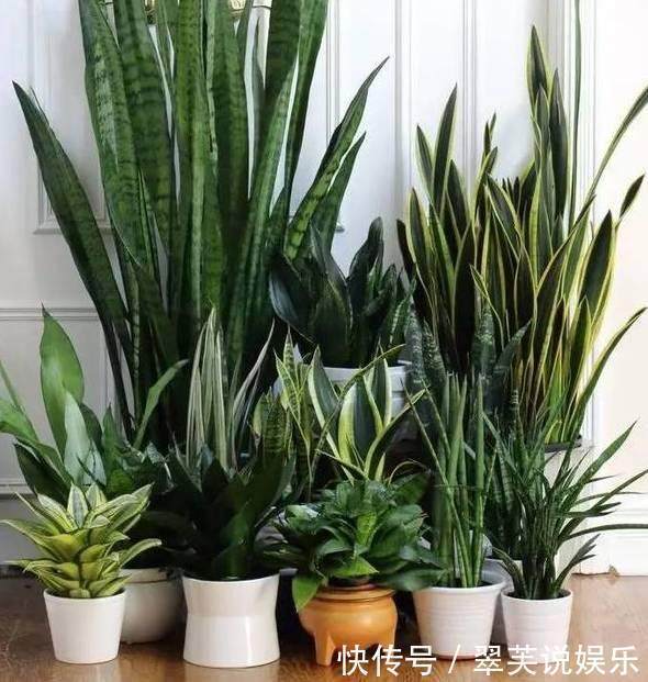 净化|这6种花超耐阴,放在卫生间养,不仅能消除异味还能净化空气!