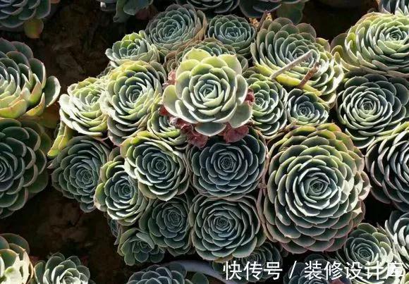 7种多肉“最难养”,一进夏天就挂,新手慎入