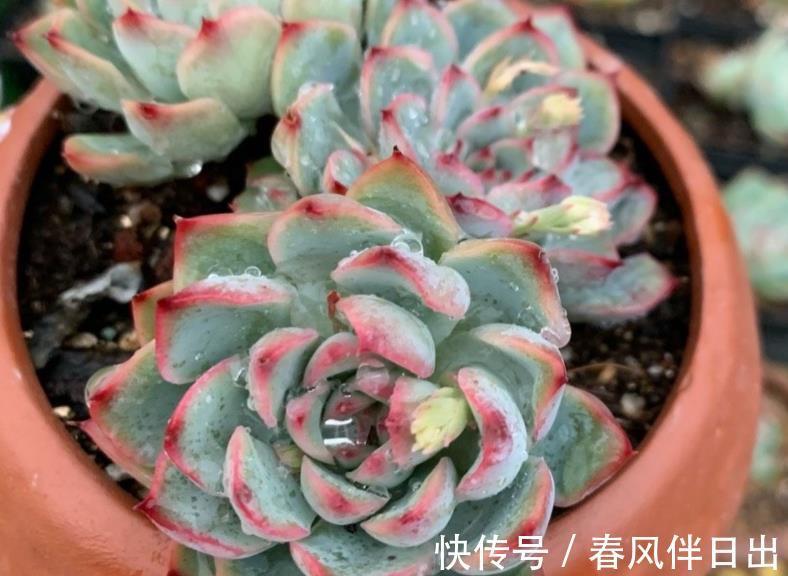 土壤|天凉了盆栽多肉，浇水不能大意，不然徒长烂根问题全上门