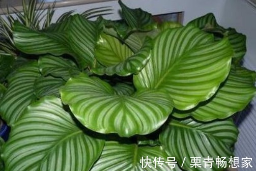 栀子花、茉莉花、都爱喝“1种液体”，用后叶子绿、开花旺