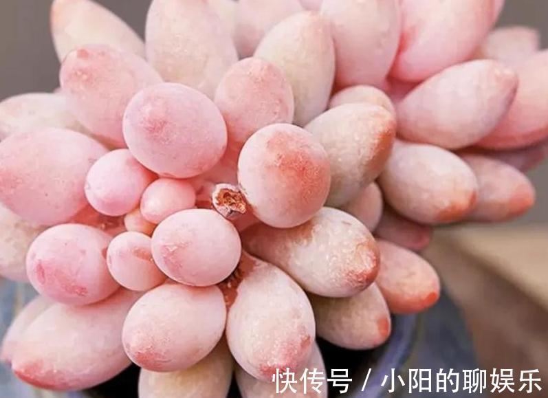 说实话多肉真好养,你只要注意3个事项,啥肉肉都能养活