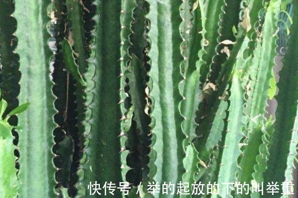 芦荟|家里养4种耐旱花,一月浇1次就能长得很好,适合新手!