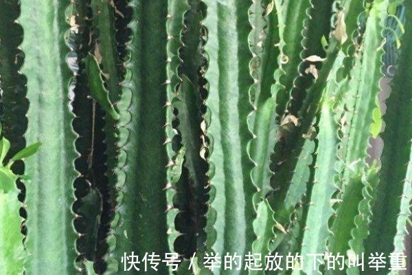 芦荟|家里养4种耐旱花，一月浇1次就能长得很好，适合新手！