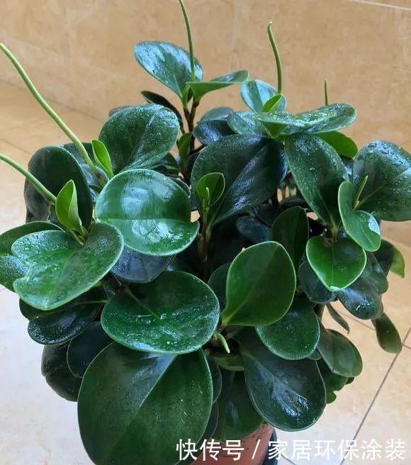 这些植物开花不常见,可遇不可求,叶片肥嘟嘟,开花太吉利