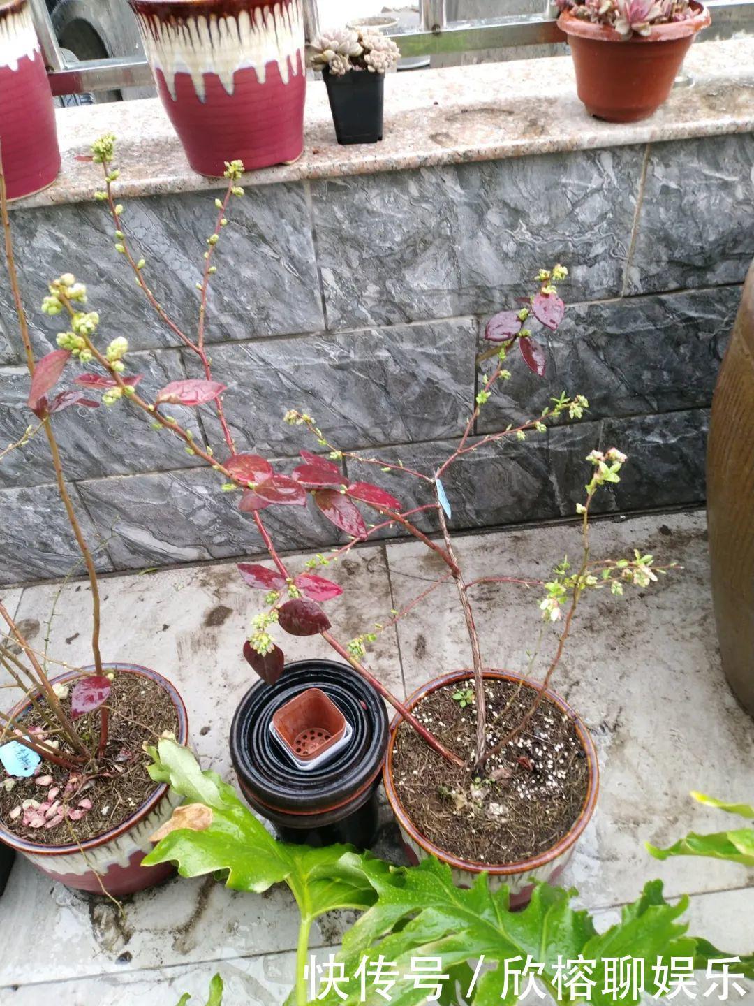 花花|大粗杆插土里，7天生根，当年结果压弯枝，不用买水果了！