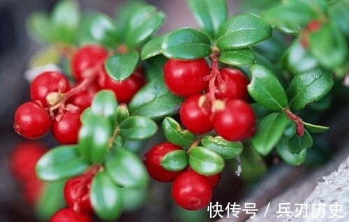 青春痘痘|女性每天当零食吃一把,滋养细嫩肌肤,祛除青春痘痘,使皮肤白皙