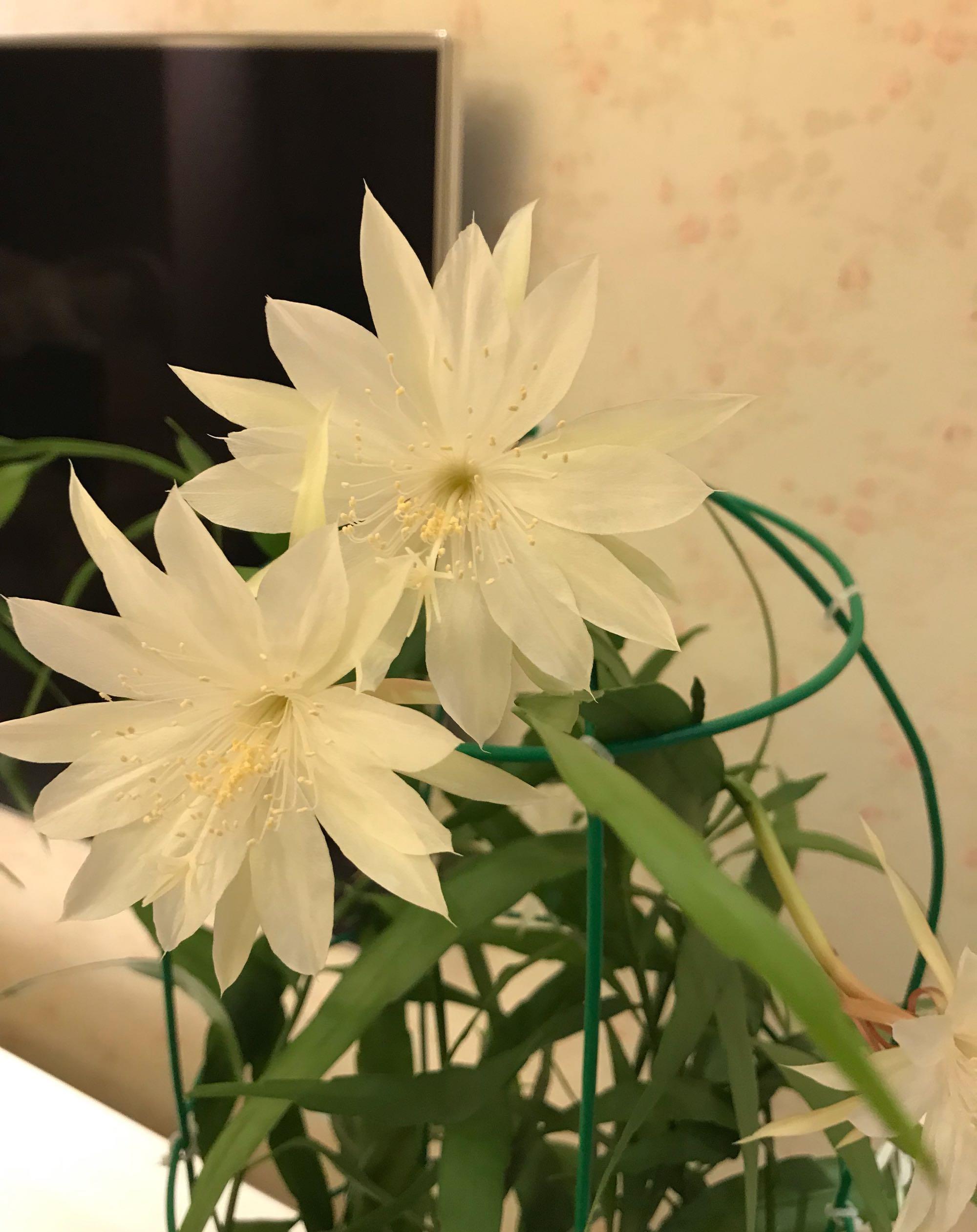  室内盆栽“新宠”—小叶昙花，每年开花好几次，一卉能熏一室香