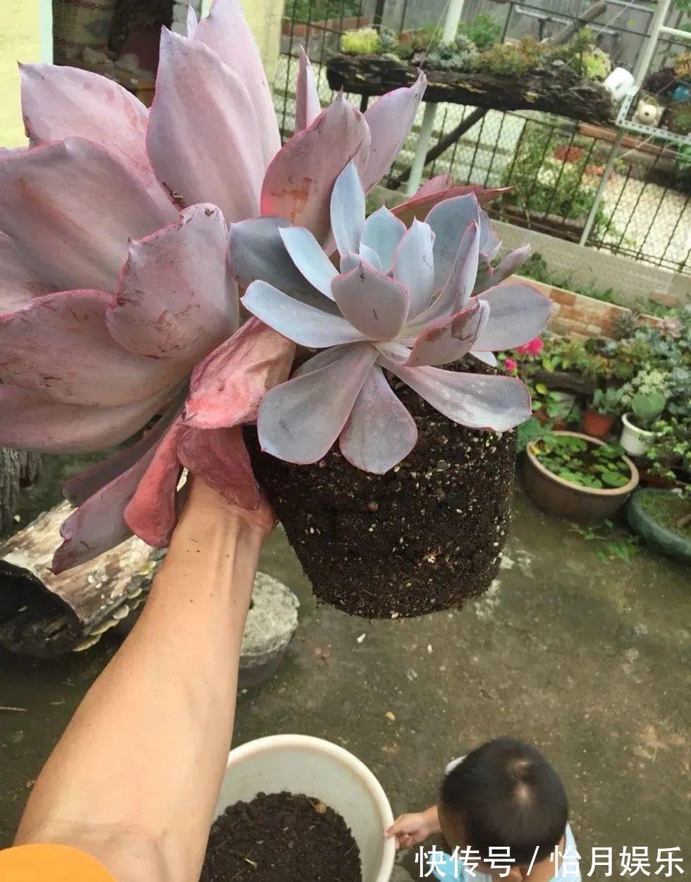 花也能成精,养成巨无霸,一次开花50朵,比小孩还高!