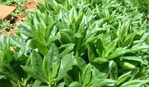 对身体极好的食物，推荐多吃一些，美容营养、抵抗衰老，补中益气