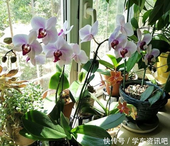 4种花很耐阴,光照弱也能开爆盆,非常值得拥有!