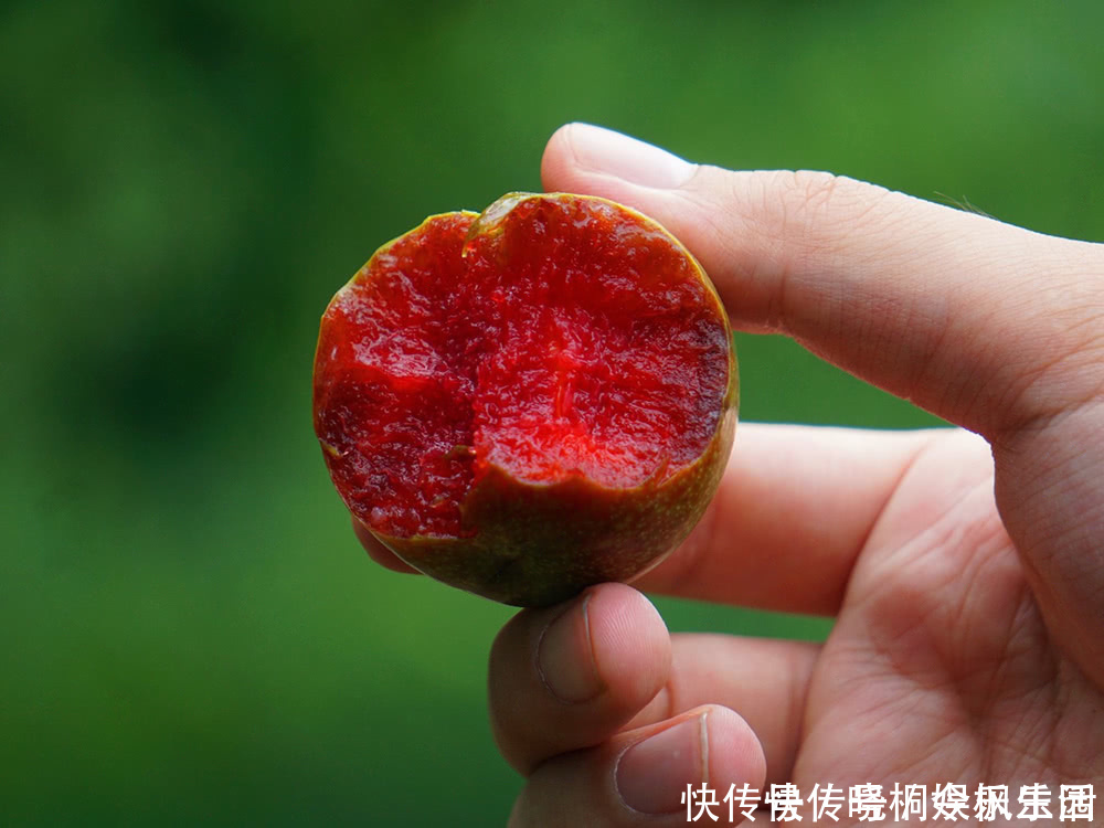 古人|果皮果肉全是红色，古人称它为“肝之果”，6月过错它太可惜
