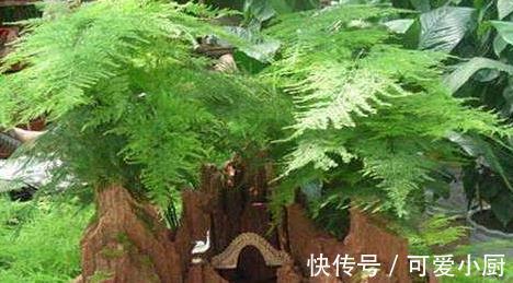 文竹长得太难看，教你5招小技巧，让株型变丰满，观赏性高