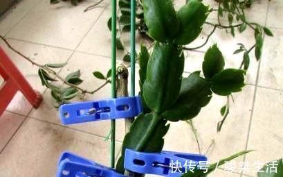 蟹爪兰|不会嫁接蟹爪兰?此3种,有文有图,2分钟学会!