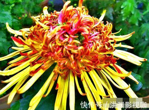 金鱼草|喜欢菊花,不如养盆“菊中稀品”胭脂浓妆,似美艳佳人,舞魅高贵