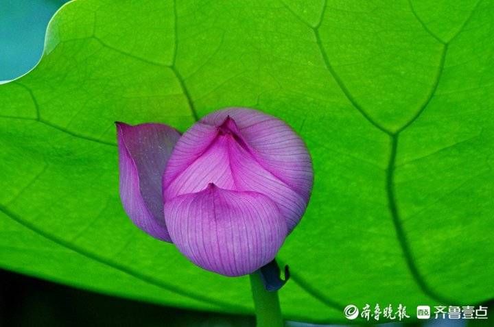 花开别样红！荷花已入盛花期，壹粉带你到山东各地去瞧瞧|情报站| 荷花