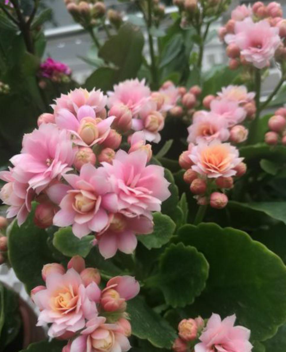 这五种花别再修剪，老枝条长势稳，秋冬花芽多