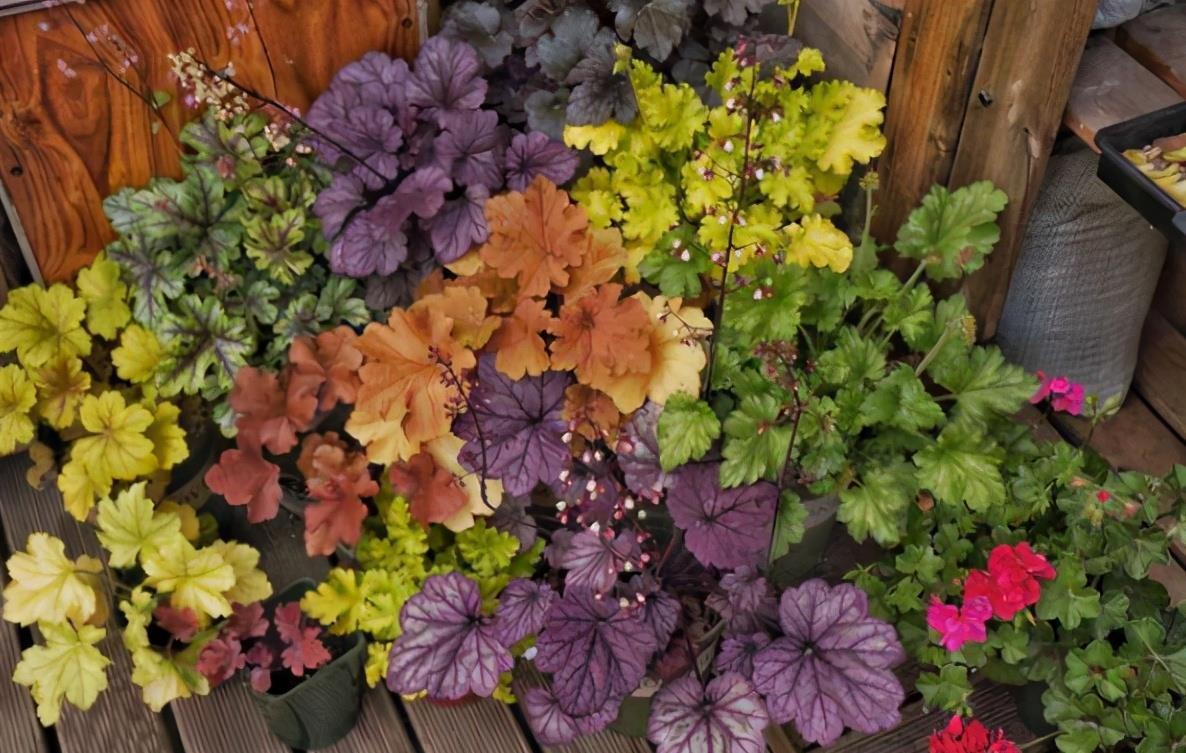 谁说北向阳台不能养开花植物？养它们很合适，不仅耐阴，而且耐寒