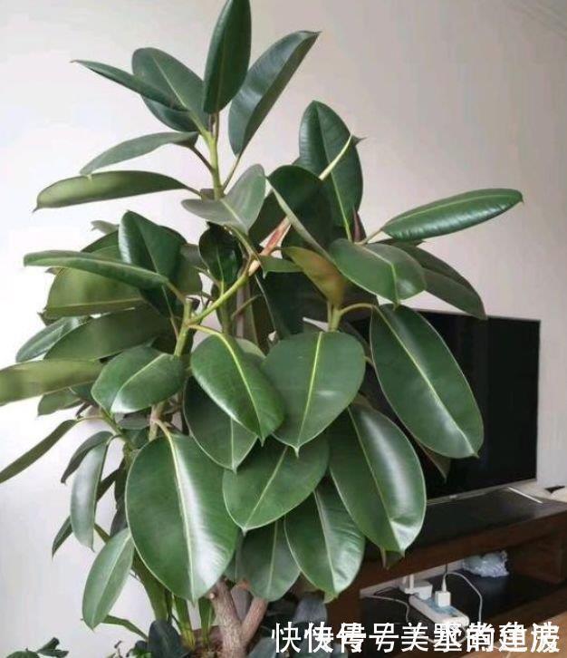 杀菌|聪明人都养4种花，除尘又杀菌，不花一分钱，空气清新