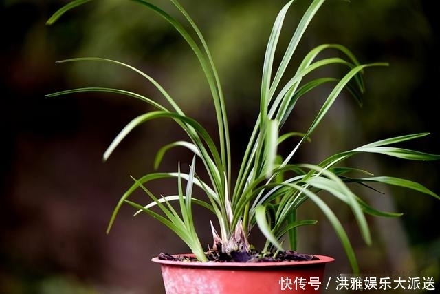 兰花怎么修剪整容三步骤三注意,兰友掌握就不难