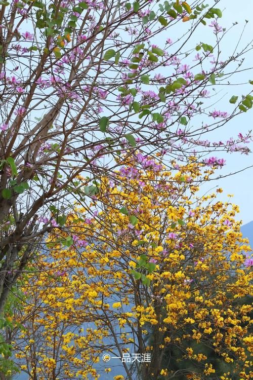 厦门密集又成片的黄花风铃木，花期短，错过再等一年！