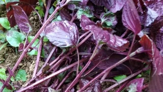 理气解郁|怀孕之后孕吐严重怎么办用它来缓解,效果很好