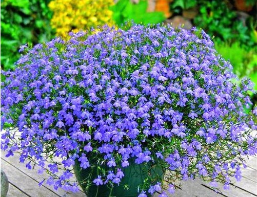 丽格海棠|养花就选这种,撸个叶子丢土里就活,花朵枝繁叶茂,枝头花苞满满