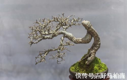 盆景|盆景树木叶片太大,3个控叶技巧,让叶片变小,尽显古朴苍老,不学可惜了
