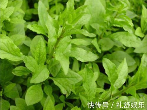 好吃|女人不想大肚子，水桶腰，3种野菜，养肝护肝，刮油清脂，还好吃