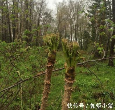 植物|农村人用来烧火的植物,它的营养似“人参”,竟然有这些神奇的功效!