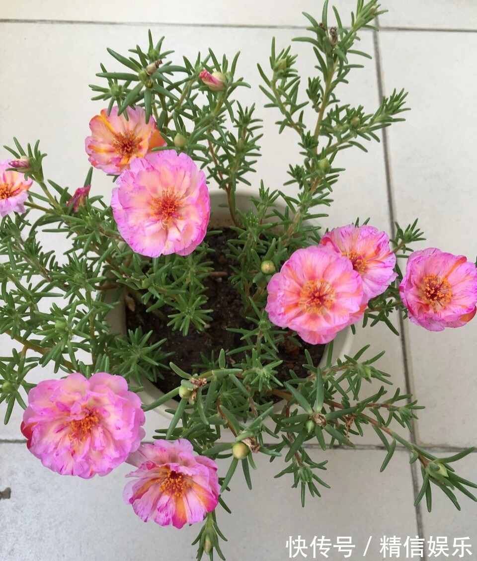 路边挖棵“太阳花”，学会2招，养一年变“老桩”，能开多色花