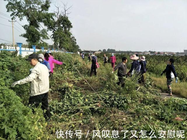 农作物|酷似艾草，却被列入“黑名单”，一次产种10万粒，见到请立即除掉